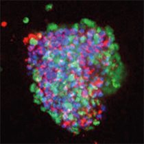 services-widget-confocal-microscopy-circle